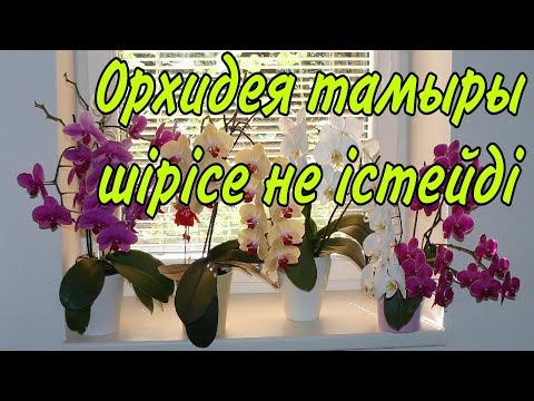 Видео: Орхидея гүлінің тамыры шірісе не істейміз? Сатып алған Орхидея гүлін не істеу керек. Гүлдер әлемі