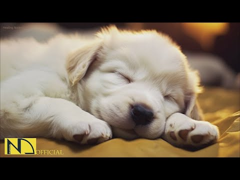 Видео: 20 часов любимой музыки собак🐶💖Музыка для сна собак 🐶🎵 Музыка для снятия беспокойства при разлуке🎵