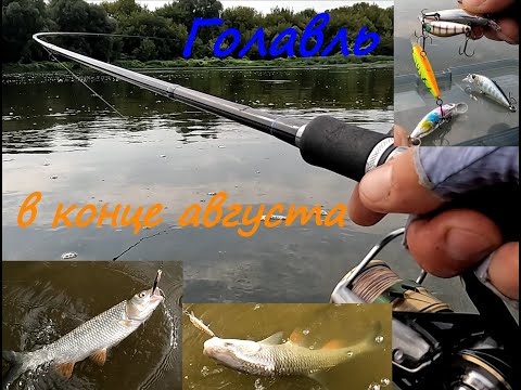 Видео: Голавль в конце лета. Daiwa UVF Saltiga Dura Sensor X8 +Si2 #0.6 продолжаем тестировать