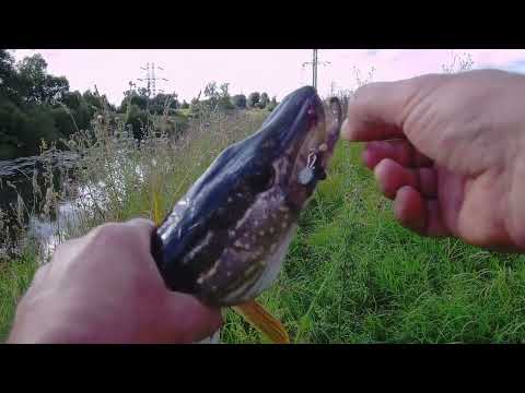 Видео: С лёгким джигом за окунем