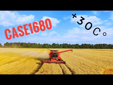 Видео: Уборка пшениці 2020!!! Кейс 1680!!! +-70 ц/га🔥🔥🔥