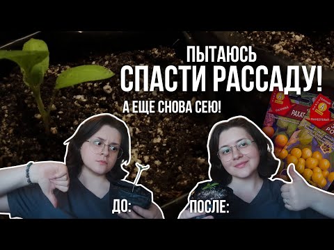 Видео: Деревенские будни: борьба за рассаду, новые посевы! Простая жизнь в деревне весной | март 2025