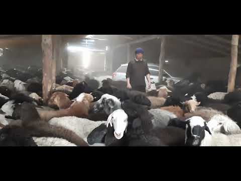 Видео: Шыгыс Казахстан Аягоз ауданы Акшокы ауылы Береке шаруа кожалыгы мал егу