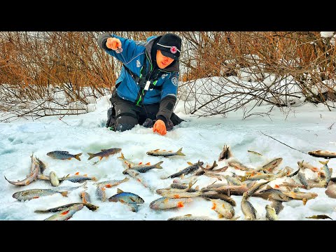 Видео: В РУЧЬЕ ПО КОЛЕНО РЫБЫ КУЧА! А ВСЕ ХОДЯТ МИМО! Рыбалка на таежной речке с ПЕНАПТИКСОМ)