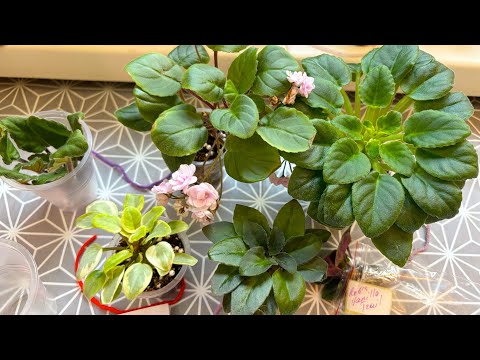 Видео: Распаковка посылки с фиалками • фиалки почтой • мини и трейлерные фиалки