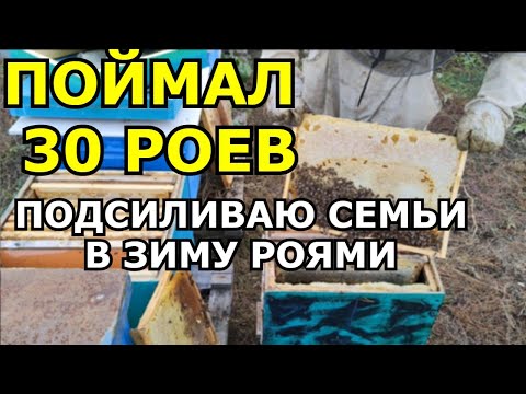 Видео: Поймал 30 роев, подсиливаю семьи в зиму
