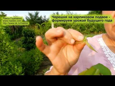 Видео: Черешня на карликовом подвое   формируем урожай будущего года