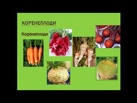 Видео: Підготовка до ЗНО. Біологія рослин. Тема 2. Корінь