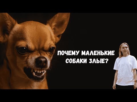 Видео: Самая опасная порода в мире ЧИХУАХУА? Или мы надумано приписываем злобу маленьким собакам?