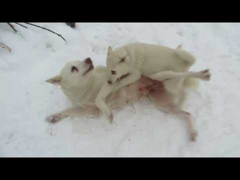 Видео: Злата отмечает днюху с лайками