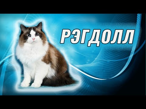 Видео: Кошка рэгдолл: царица релакса