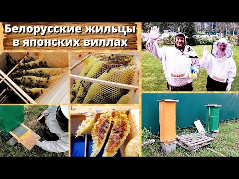 Видео: Японский улей, два месяца после заселения осмотр.