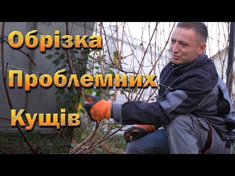 Видео: Обрізка проблемних кущів винограду. Нестандартні випадки обрізки