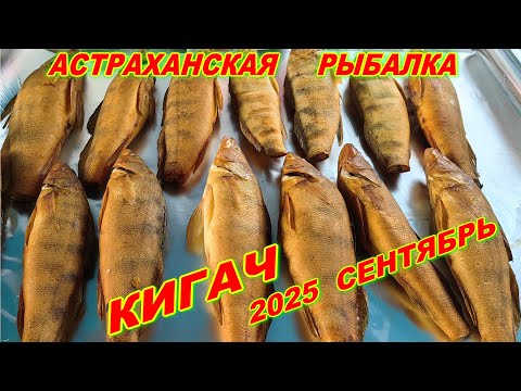 Видео: КИГАЧ  СЕНТЯБРЬ 2025г.