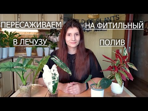 Видео: Пересадка в минеральный грунт на фитильный полив