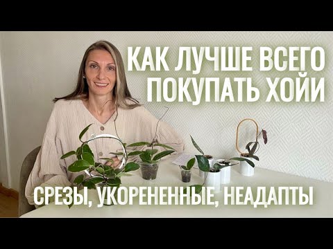 Видео: Как купить хойю выгодно: срезом, укорененную, неадапта? Как быстро укоренить хойю