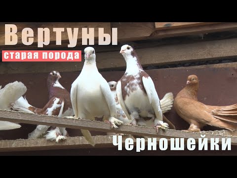 Видео: Старая дедовская порода - Вертуны. Черношейки. В гостях у Виктора.