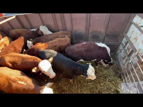 Видео: Скотный рынок Хасавюрт 13.11.2021