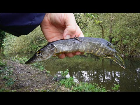 Видео: Я использовал настоящую щуку в качестве наживки, и случилось нечто удивительное! (БОЛЬШАЯ РЫБА)