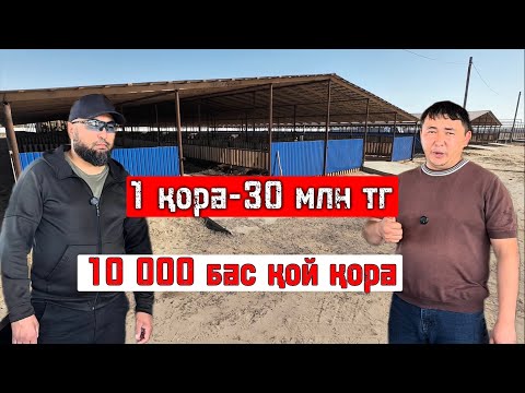 Видео: 10 мың бас қойдын бордақы қорасын қалай арзанға салуға болады 🤔