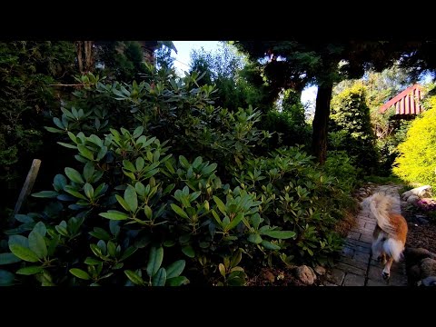 Видео: В причудливом саду  Людмилы🌿🌿🌲🌲Немного о выращивании рододендронов🌿🌿