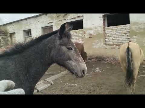 Видео: Жылқыларды айдап келдім 