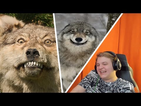 Видео: ПЯТЕРКА СМОТРИТ: ЦИТАТЫ ВОЛКА ИЗ ТИК ТОК | МУДРОСТЬ ВОЛКА