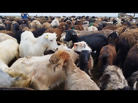 Видео: Жайлау.Қой қырқу науқаны,симментал бұқа.