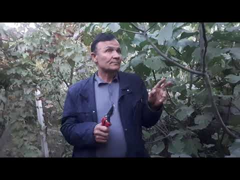 Видео: АНЖИР ПАРВАРИШИ ВА КУПАЙТИРИШ