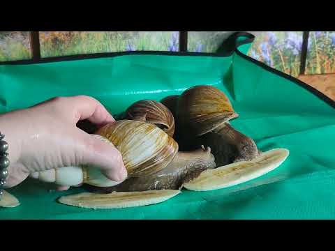 Видео: Мои НОВЫЕ питомцы 20 см раковина и 600 грамм вес #гигантскиеулитки