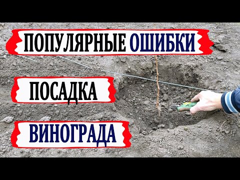 Видео: 🍇 ЭТИ 3 ОШИБКИ при ПОСАДКЕ ВИНОГРАДА перевернут Ваш  уход за виноградом с ног на голову.