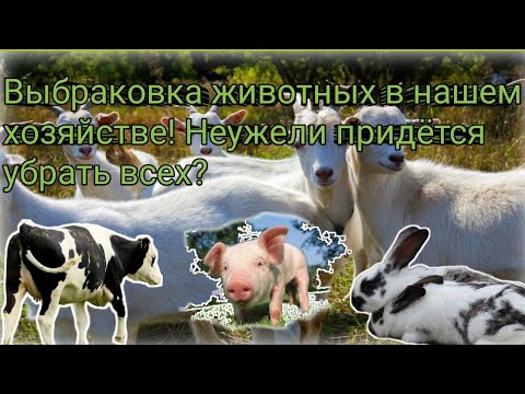 Видео: Выбраковка животных в нашем хозяйстве! Неужели придётся убрать всех?