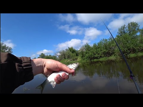 Видео: крупный елец на микруху, клюёт как из пулемета!