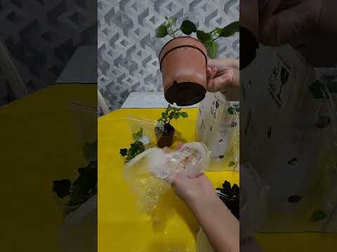 Видео: N⁰-234. Янги гуллар олдим...