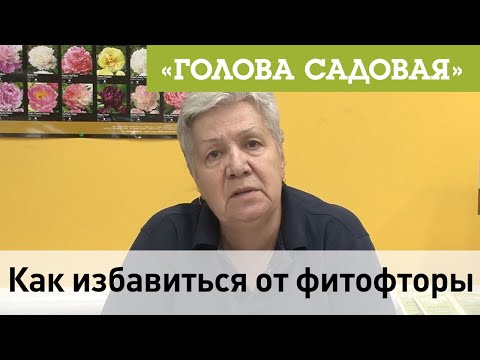 Видео: Голова садовая - Как избавиться от фитофторы