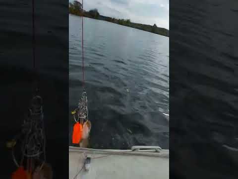 Видео: Щука в последний день сентября! #shorts #рыбалка #спиннинг #лодки #щука #осень #pike #flatfeeder #я