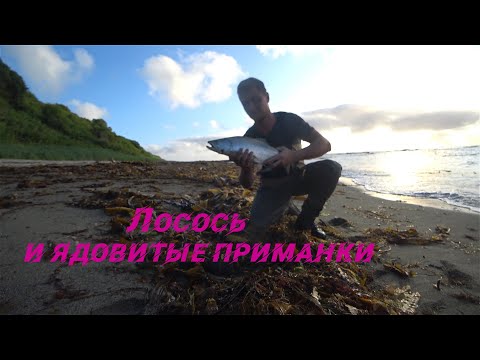 Видео: Вот это рыбалка! Лосось на нересте у берегов Охотского моря!!!