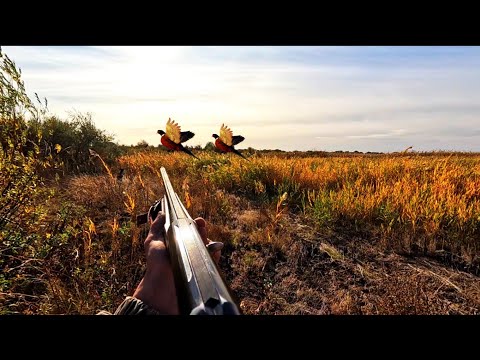 Видео: Охота на фазана!Фазанья фазенда!СТОЛЬКО Я ЕЩЕ НЕ ВИДЕЛ!