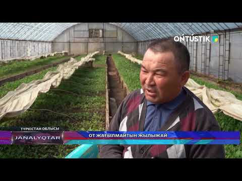 Видео: ОТ ЖАҒЫЛМАЙТЫН ЖЫЛЫЖАЙ