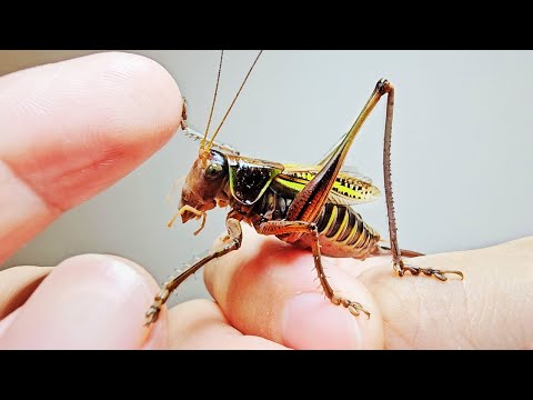 Видео: Процесс подружиться с кузнечиком