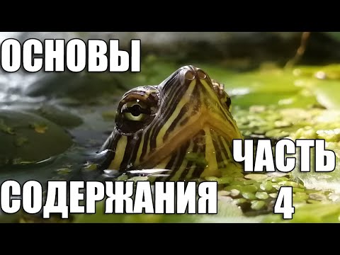 Видео: Основы содержания красноухих черепах, часть 4