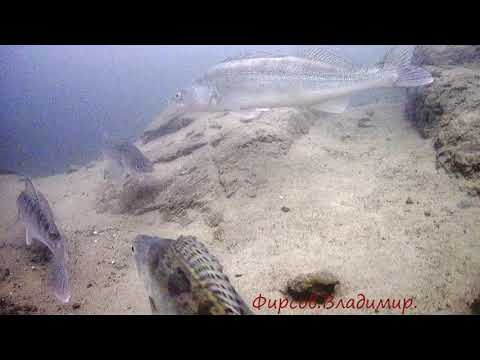 Видео: 11 ноября 2025 г.