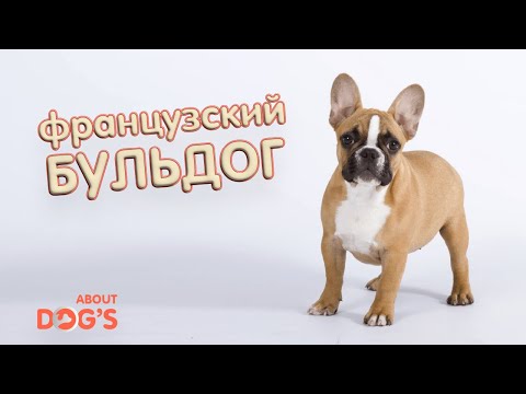 Видео: французский бульдог | коррекция поведения