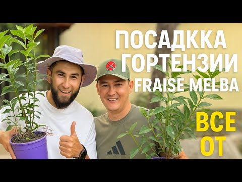 Видео: Почему ВСЕ сажают ГОРТЕНЗИЮ? Тренд, который нельзя пропустить в 2025!