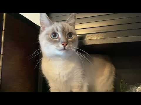 Видео: ВЛОГ: КОШКА МУСЯ ПУТЕШЕСТВЕННИЦА! ЗДОРОВЬЕ ПОПРАВИЛИ И В ПУТЬ! ЕЙ ПОНРАВИЛОСЬ!
