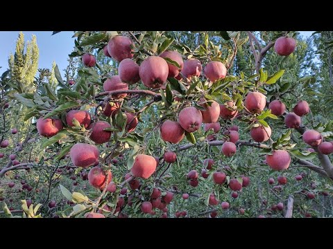 Видео: Мындай түшүмдүү АЛМА бакты көрөбөдүм эле || Кичинекей жерден 9 тонна алма алат ~ Өтө пайдалуу кеңеш