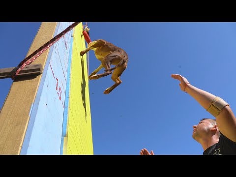 Видео: Чемпионат по питстафф многоборью "Осенний Марафон 2019". Pitbull competition "Autumn Marathon 2019".