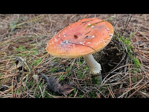 Видео: СТРИМ в ЛЕСУ