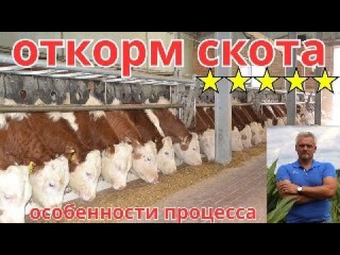 Видео: Откорм КРС - особенности процесса | откорм бычков