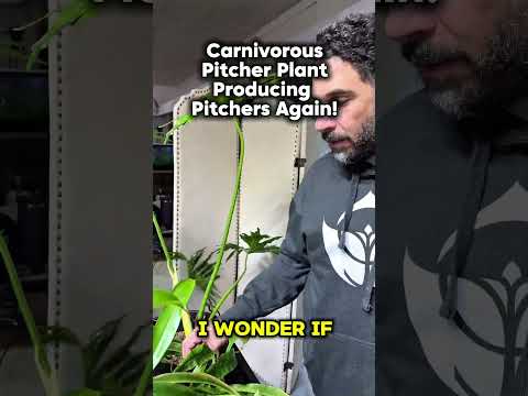 Видео: Плотоядное растение-кувшинчик снова производит кувшинчики!